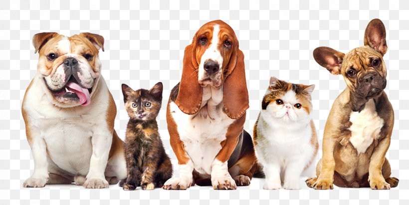 Dog Cat Pet Sitting Kennel, PNG, 928x466px, Dog, Animal, Carnivoran, Cat, Cat Like Mammal Download Free