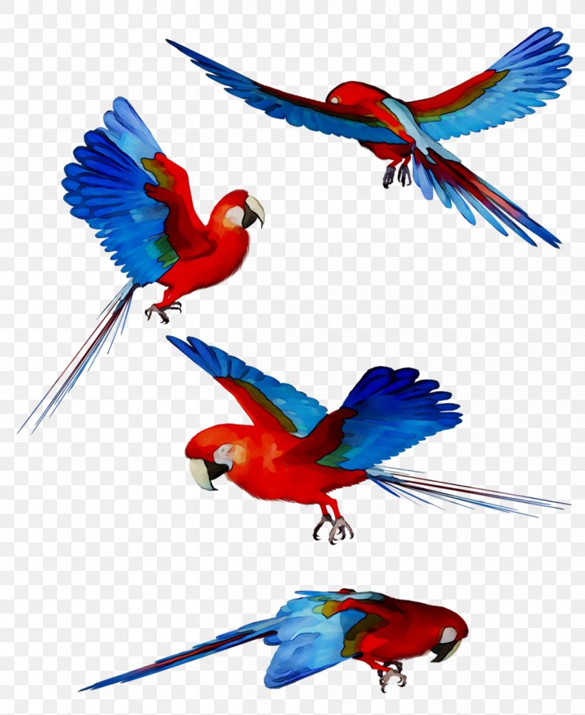Macaw Feather Parakeet Beak Wing, PNG, 1259x1539px, Macaw, Animal Figure, Beak, Bird, Bird Supply Download Free