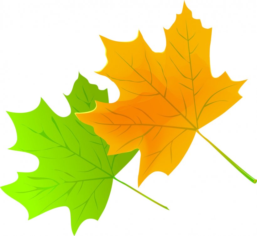 Maple Leaf Green Red, PNG, 1024x942px, Maple Leaf, Avatar, Black, Color, Gold Download Free