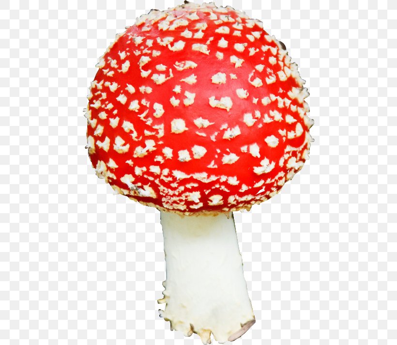 Image Edible Mushroom Fungus, PNG, 480x712px, Edible Mushroom, Cap, Fungus, Image File Formats, Information Download Free