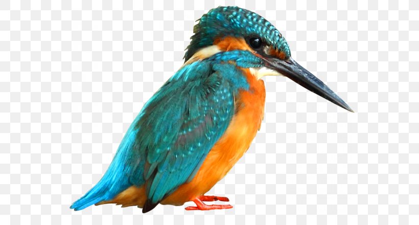 Bird Wall Decal Wallpaper Sticker Common Kingfisher, PNG, 700x440px, Bird, Beak, Common Kingfisher, Coraciiformes, Decoratie Download Free