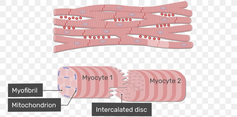 Intercalated Disc Cardiac Muscle Gap Junction Muscle Tissue Anatomy