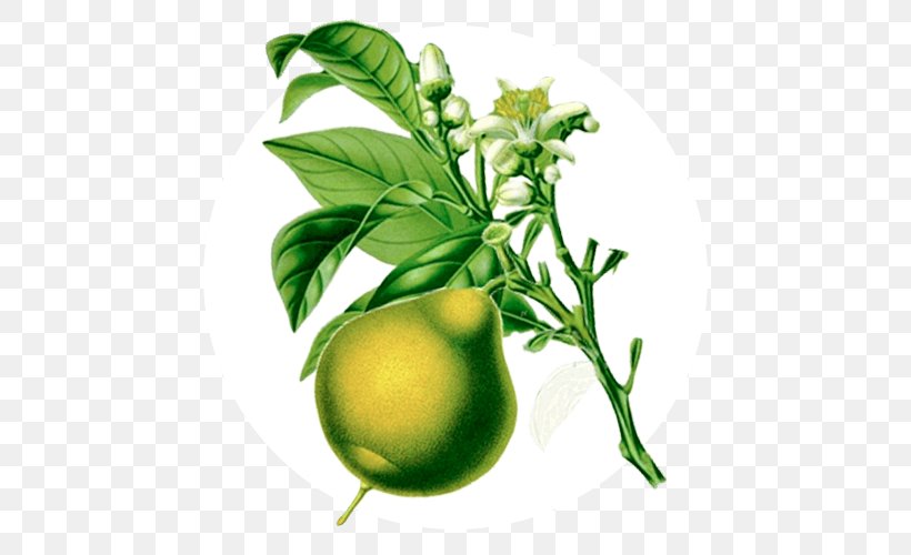 Lime Ananda Apothecary Essential Oil Bergamot Orange, PNG, 500x500px, Lime, Aroma Compound, Aroma Lamp, Aromatherapy, Bergamot Essential Oil Download Free