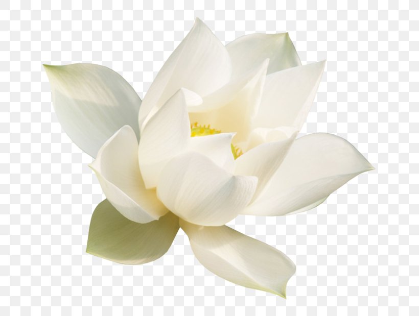 Nelumbonaceae Qigong Magnolia Neoprene DuPont, PNG, 699x619px, Nelumbonaceae, Breathing, Dupont, Flower, Flowering Plant Download Free