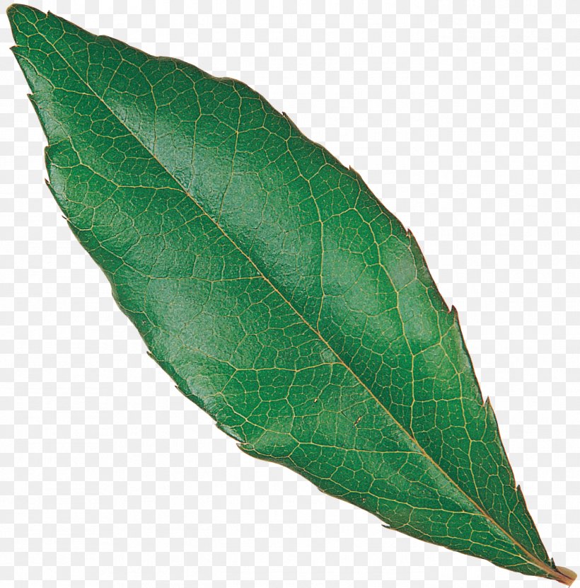 Plant Leaf, PNG, 1396x1416px, Plant, Leaf Download Free