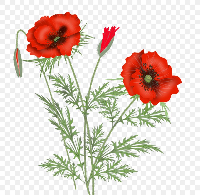 Poppy Cut Flowers Clip Art Flower Bouquet, PNG, 728x800px, Poppy, Adonis, Anemone, Blume, Botany Download Free