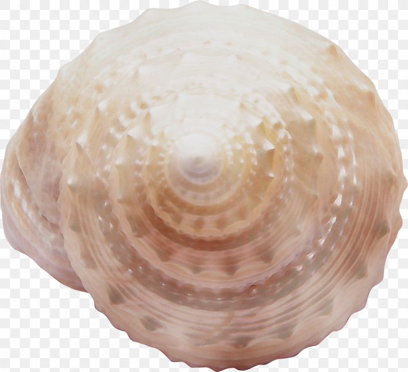 Shell Bivalve Cockle Clam Conch, PNG, 1789x1632px, Watercolor, Bivalve, Ceiling, Clam, Cockle Download Free