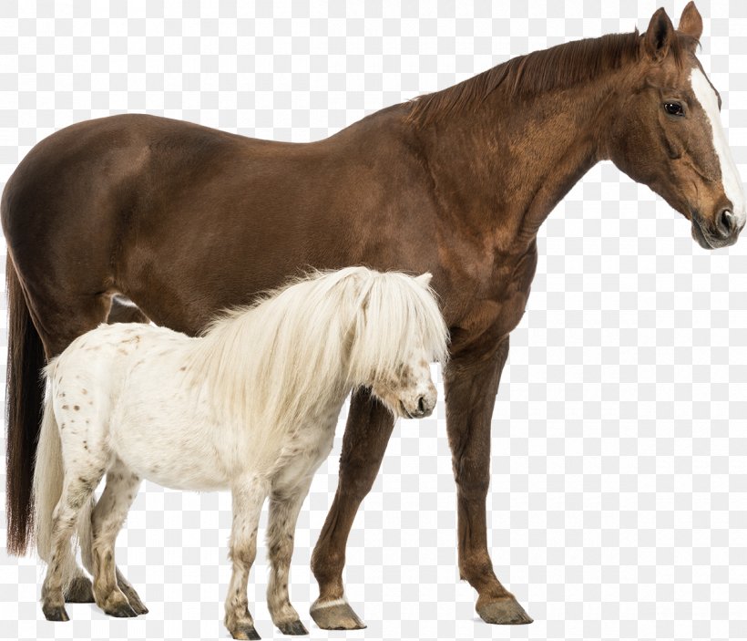 Shetland Pony Belgian Horse Welsh Pony And Cob Stock Photography, PNG, 1200x1029px, Shetland Pony, Belgian Horse, Colt, Draft Horse, Equine Nutrition Download Free