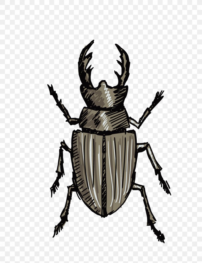 Stag Beetle Drawing Clip Art, PNG, 876x1140px, Beetle, Arthropod, Black And White, Drawing, Insect Download Free