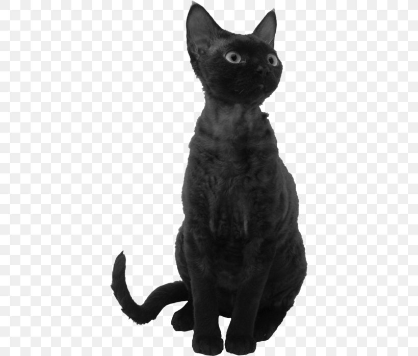 Black Cat Bombay Cat Korat Devon Rex American Wirehair, PNG, 388x698px, Black Cat, American Wirehair, Asian, Black, Black And White Download Free