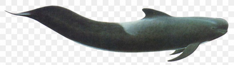 Tucuxi Porpoise Sea Lion Dolphin, PNG, 1500x420px, Tucuxi, Animal, Animal Figure, Biology, Dolphin Download Free