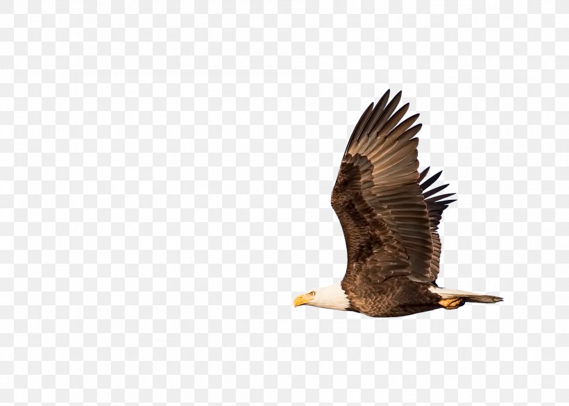 Bald Eagle Rabbi Rosh Hashanah Hawk Vulture, PNG, 1901x1357px, Bald Eagle, Accipitridae, Accipitriformes, Audience, Beak Download Free