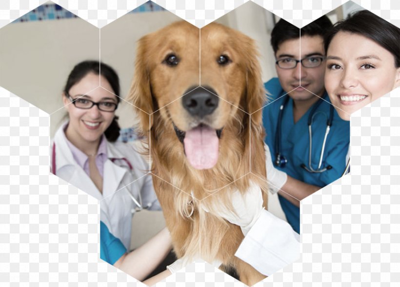 Dog Veterinary Medicine Veterinarian Paraveterinary Worker Cat, PNG, 855x616px, Dog, Carnivoran, Cat, Companion Dog, Course Download Free