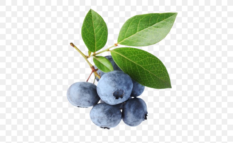 Highbush Blueberry Bilberry Leaf, PNG, 500x505px, Blueberry, Antioxidant, Aristotelia Chilensis, Berry, Bilberry Download Free