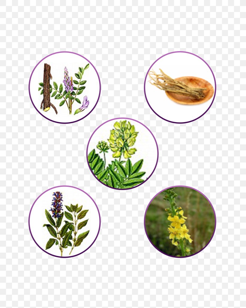 Medicinal Plants Cancer Therapy Dose, PNG, 768x1024px, Plant, Cancer, Capsule, Dose, Homo Sapiens Download Free