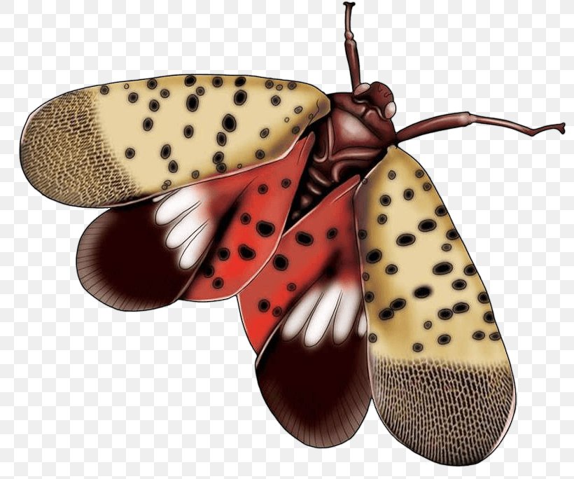 Moth Image Cartoon Design, PNG, 800x684px, Moth, Butterfly, Cartoon, Designer, Insect Download Free