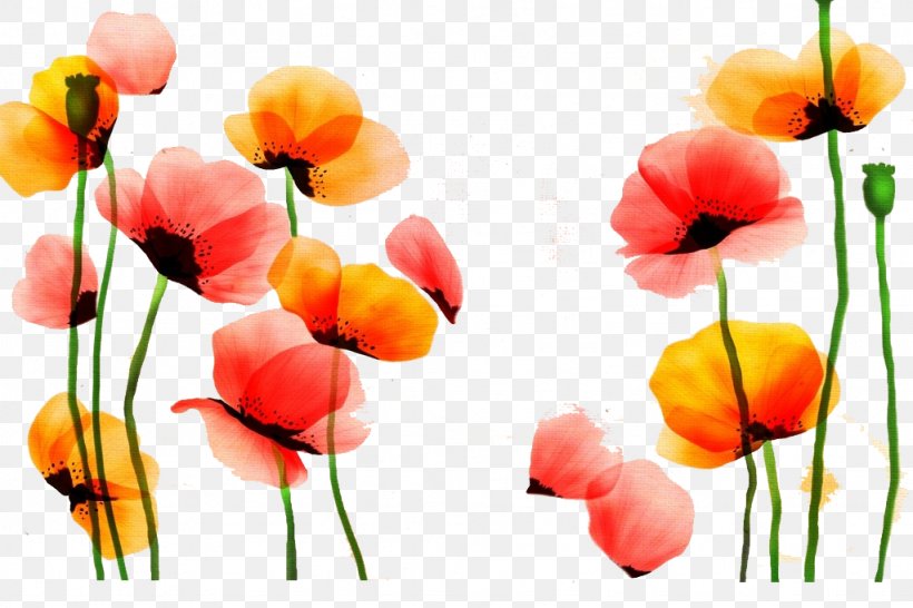 Poppy Watercolor Painting Flower Red Yellow, PNG, 1024x683px, Poppy, Blue, Bud, Color, Common Poppy Download Free