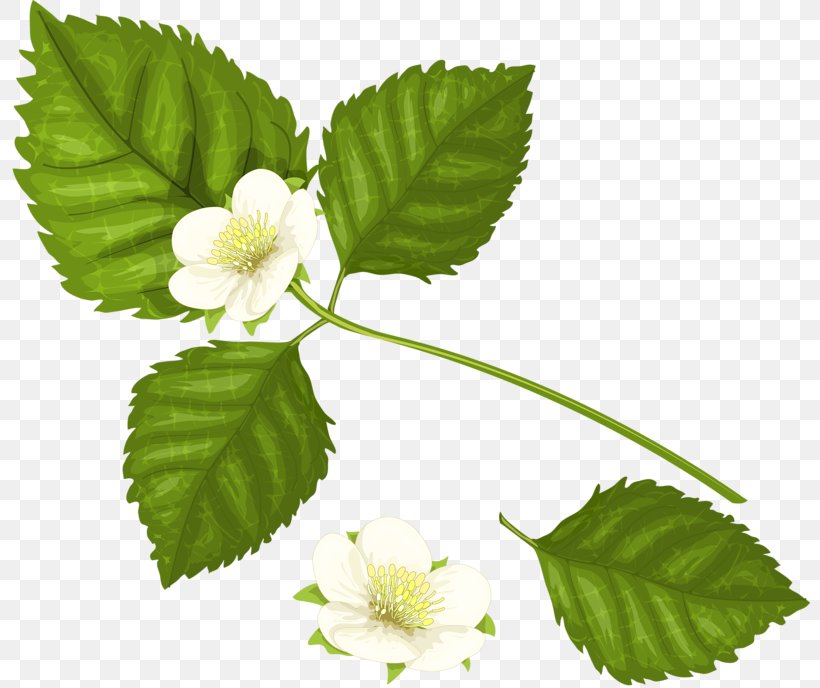 Raspberry Clip Art, PNG, 800x688px, Raspberry, Berry, Branch, Flower, Fruit Download Free