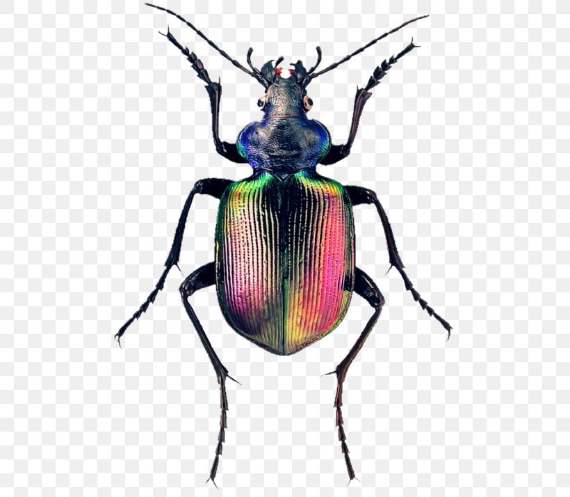 Weevil The Book Of Beetles: A Life-Size Guide To Six Hundred Of Nature's Gems Calosoma Sycophanta Fiery Searcher, PNG, 500x714px, Weevil, Arthropod, Beetle, Calosoma, Calosoma Sycophanta Download Free