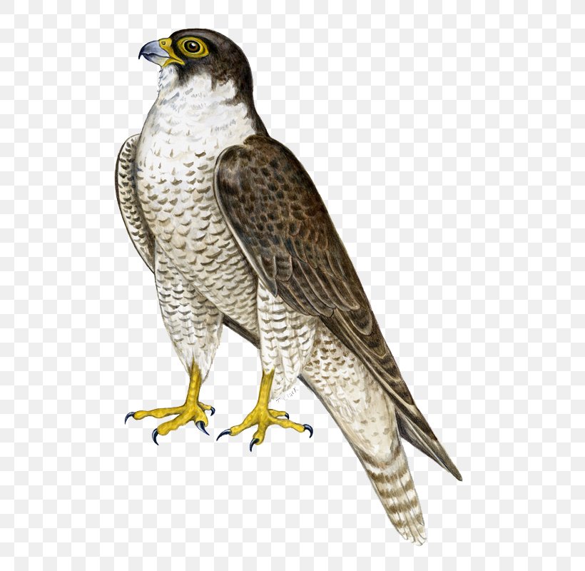 Bird Hawk Falcon Flight, PNG, 571x800px, Falcon, Beak, Bird, Bird Of Prey, Buzzard Download Free