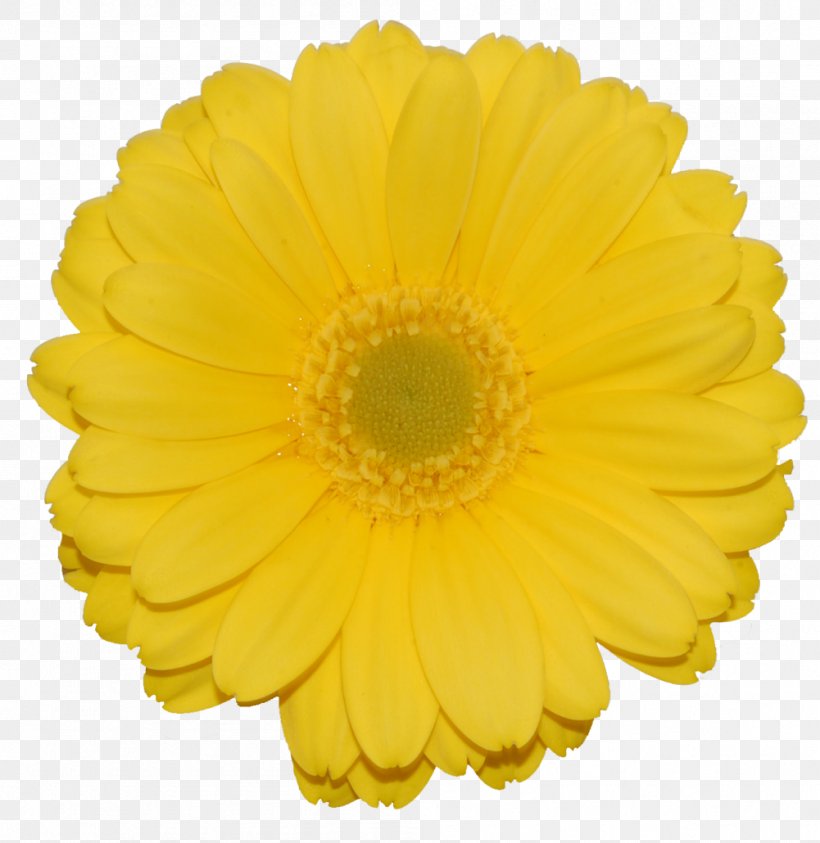 Flower Illustration Yellow Transvaal Daisy Product, PNG, 1001x1030px, Flower, Asterales, Barberton Daisy, Calendula, Chrysanthemum Coronarium Download Free