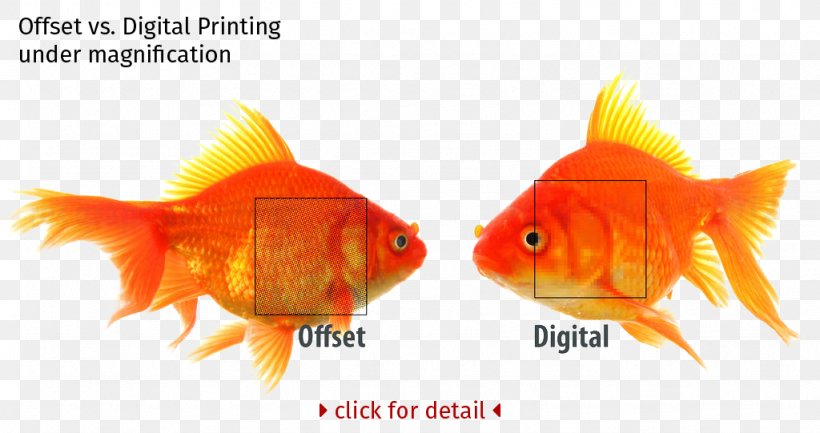 Offset Printing Digital Printing Litho Printing Digital Data, PNG, 1024x541px, Offset Printing, Bleed, Bony Fish, Business Cards, Digital Data Download Free