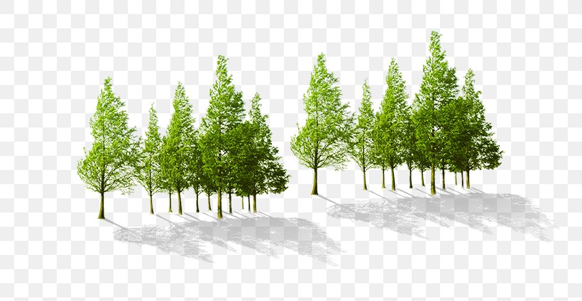 Tree, PNG, 761x425px, Tree, Biome, Conifer, Conifers, Elevation Download Free