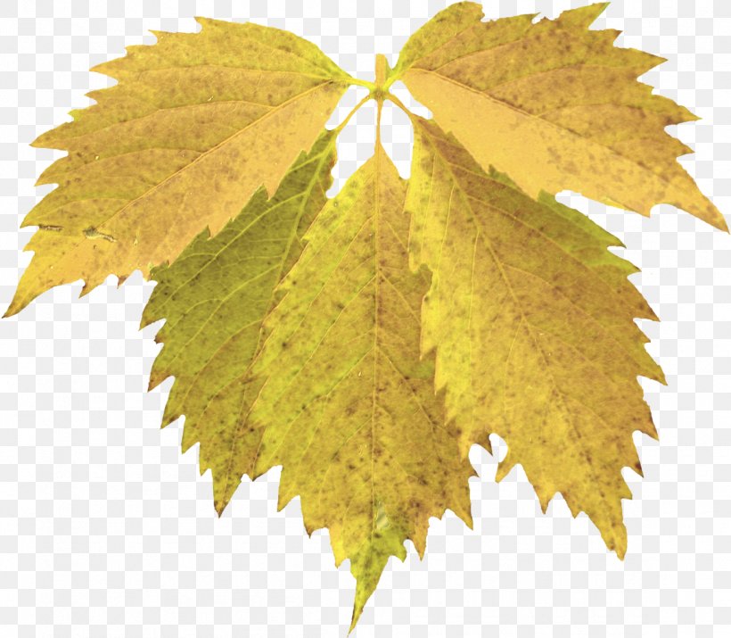 Grape Leaves Maple Leaf Grapevines, PNG, 1156x1009px, Grape Leaves, Grapevines, Leaf, Maple Leaf, Tree Download Free