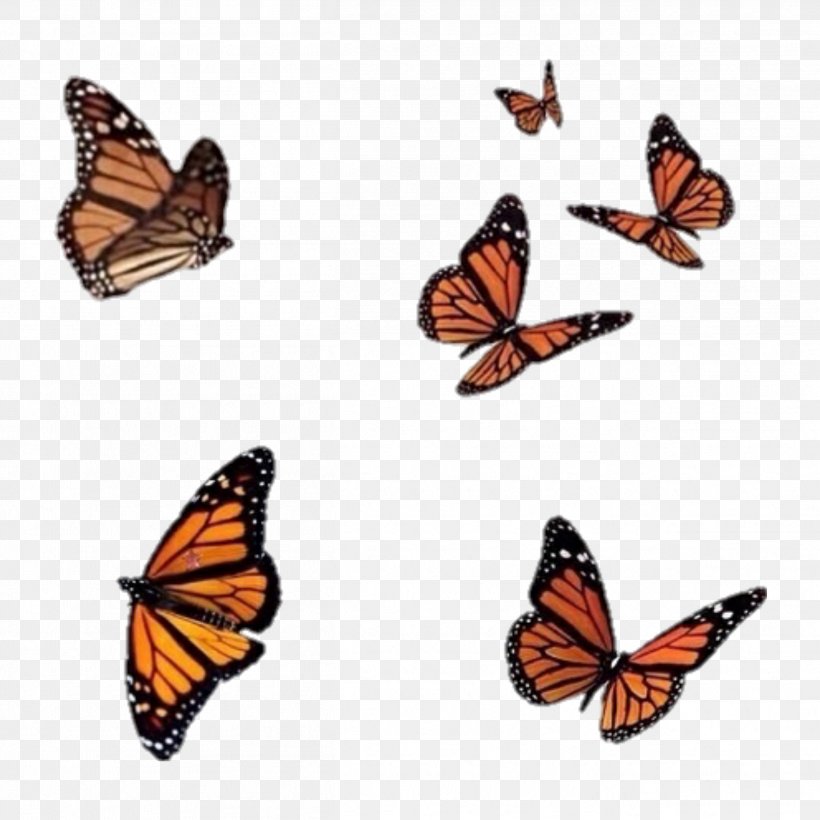 Monarch Butterfly Drawing, PNG, 2508x2508px, Butterfly, Brushfooted Butterflies, Brushfooted Butterfly, Butterflies And Moths, Butterfly Moth Download Free