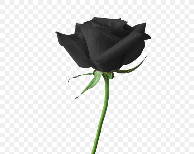 Rainbow Rose Flower Black Rose Wallpaper, PNG, 650x650px, Rose, Black Rose, Blue, Computer, Display Resolution Download Free