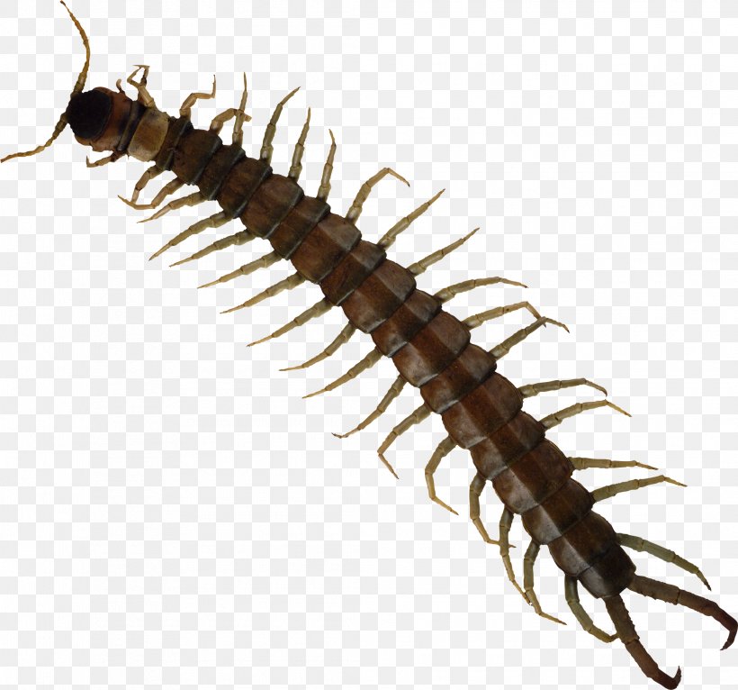 Scolopendra Gigantea Insect House Centipede Centipede Bite Millipede, PNG, 2086x1951px, Scolopendra Gigantea, Animal, Arthropod, Centipede, Centipede Bite Download Free