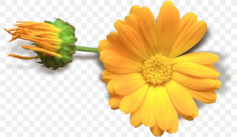 Flower Yellow Clip Art, PNG, 1024x595px, Flower, Calendula, Chamomile, Chrysanths, Daisy Family Download Free