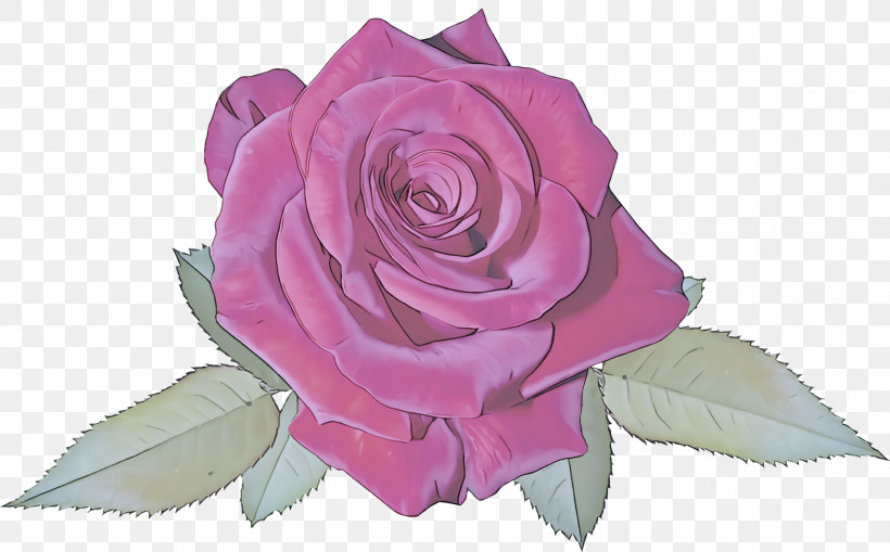 Garden Roses, PNG, 2536x1576px, Garden Roses, Flower, Hybrid Tea Rose, Petal, Pink Download Free