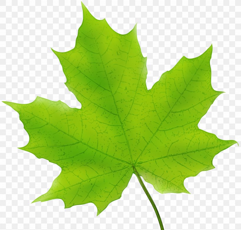 Maple Leaf Canada Clip Art, PNG, 5000x4774px, Maple Leaf, Canada, Canadian Gold Maple Leaf, Color, Grape Leaves Download Free