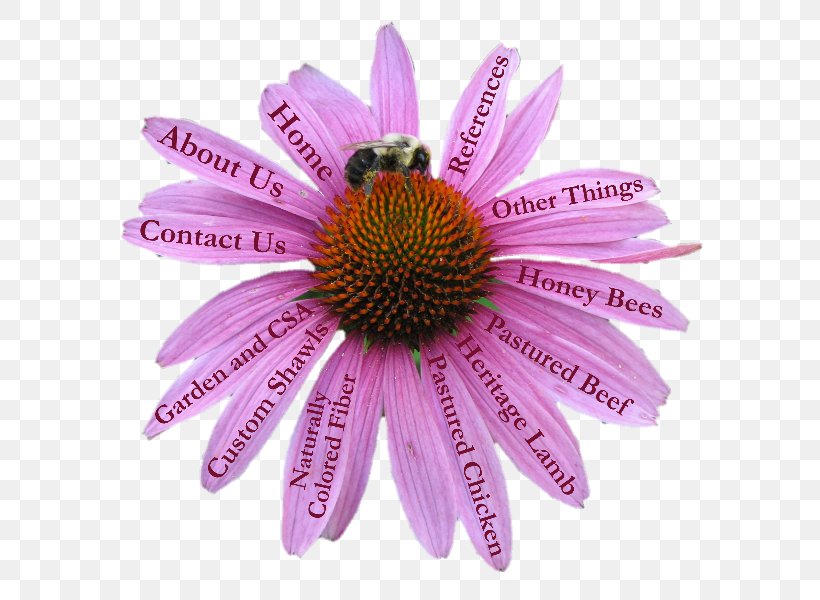 Coneflower, PNG, 600x600px, Coneflower, Daisy Family, Flower, Flowering Plant, Petal Download Free