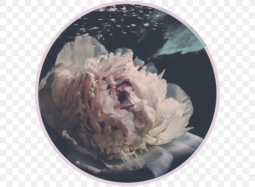 Digital Photography Peony 24 December Tableware, PNG, 600x600px, Digital Photography, Dishware, Flower, Peony, Photography Download Free