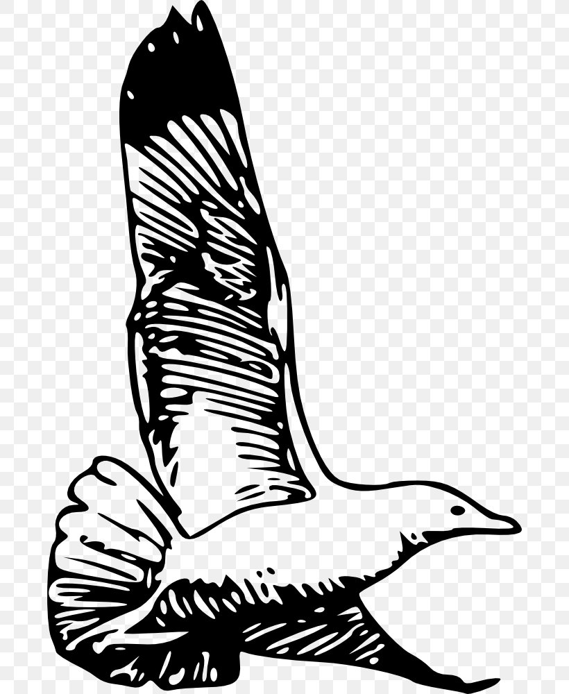 European Herring Gull Bird Clip Art American Herring Gull Vector Graphics, PNG, 684x1000px, Watercolor, Cartoon, Flower, Frame, Heart Download Free