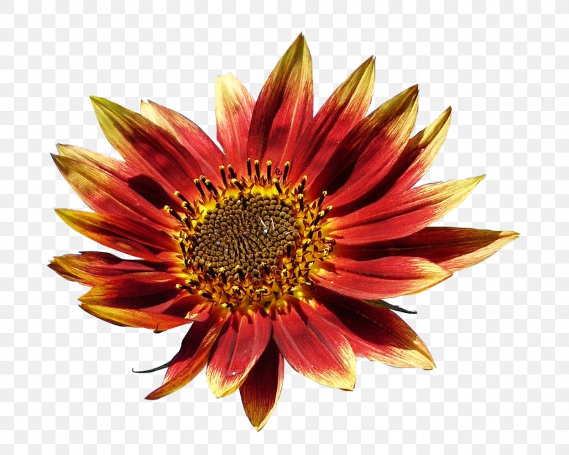 Flower Petal Chrysanthemum Clip Art, PNG, 1280x1024px, Flower, Chrysanthemum, Chrysanths, Color, Daisy Family Download Free