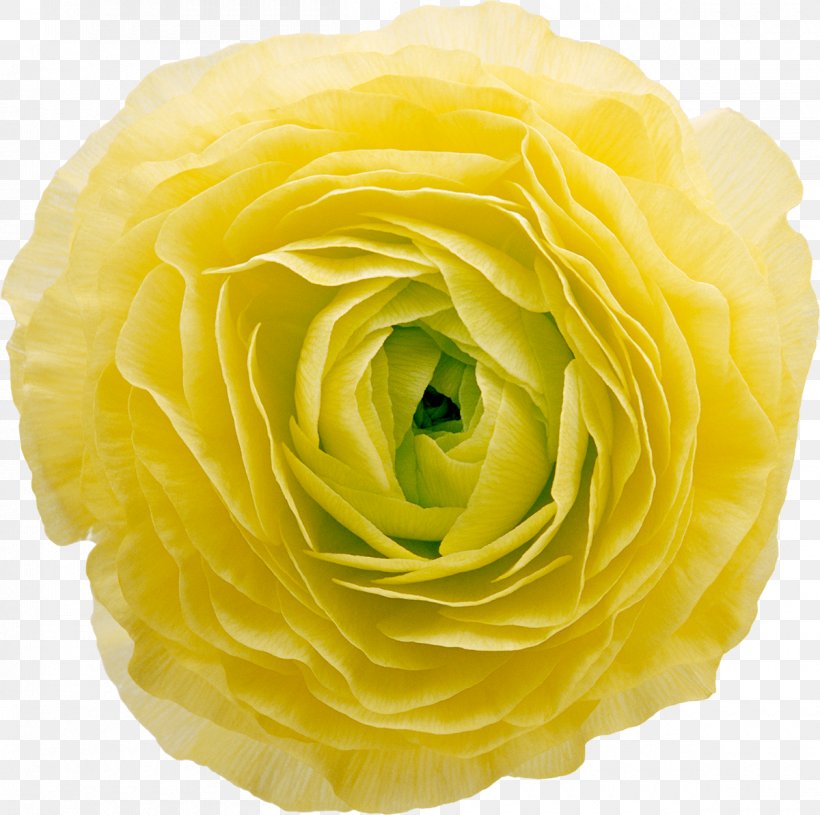Flower Yellow Download, PNG, 1200x1194px, Flower, Cut Flowers, Floristry, Garden Roses, Peach Download Free