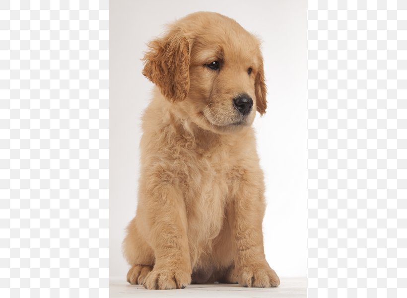 Golden Retriever Goldendoodle Puppy Dog Breed Companion Dog, PNG, 600x600px, Golden Retriever, Breed, Carnivoran, Companion Dog, Dog Download Free