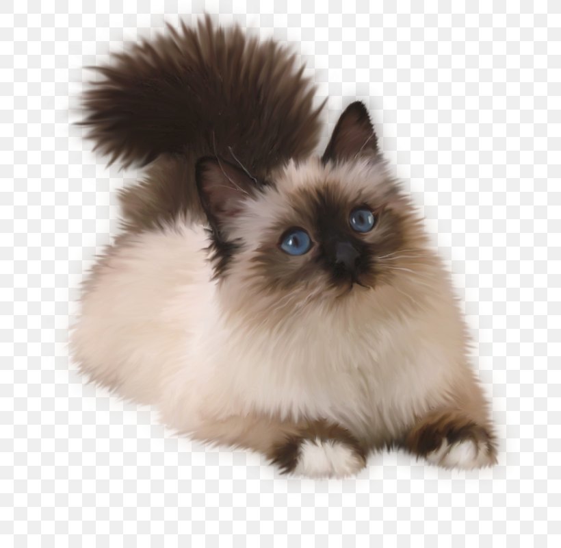 Kitten Siamese Cat Balinese Cat Birman Ragdoll, PNG, 800x800px, Kitten, Animal, Asian Semilonghair, Balinese, Balinese Cat Download Free