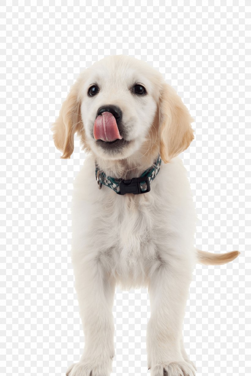 Labrador Retriever Golden Retriever Rottweiler Puppy Dog Food, PNG, 1365x2048px, Labrador Retriever, Carnivoran, Companion Dog, Dog, Dog Breed Download Free