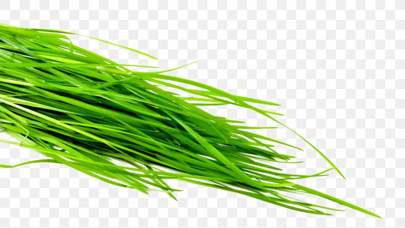 Wheatgrass Common Wheat Leaf Vegetable Herb Sodium Bicarbonate, PNG, 839x472px, Wheatgrass, Bicarbonate, Commodity, Common Wheat, Grass Download Free
