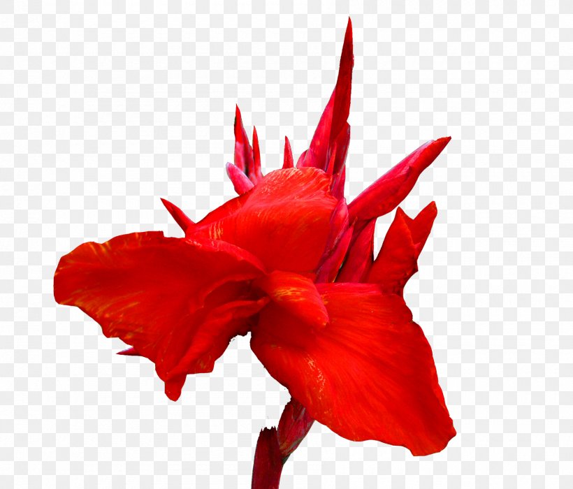 Canna Red Cut Flowers Lilium, PNG, 1800x1537px, Canna, Canna Family, Canna Lily, Cut Flowers, Flower Download Free