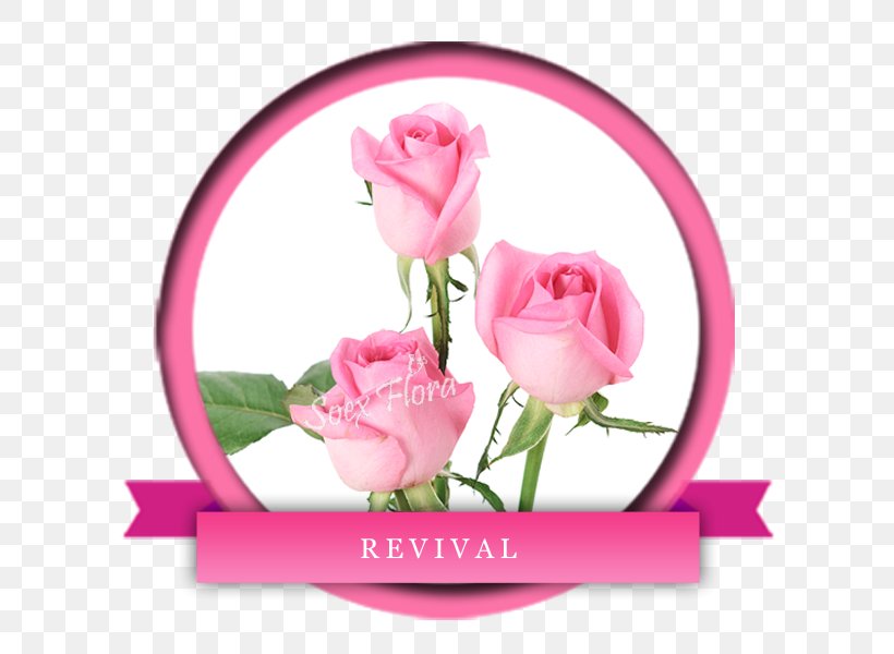 Garden Roses Cabbage Rose Floral Design Cut Flowers, PNG, 600x600px, Garden Roses, Cabbage Rose, Cut Flowers, Floral Design, Floristry Download Free