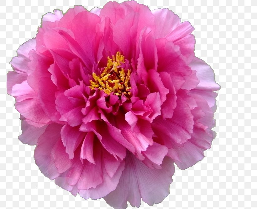 Moutan Peony Clip Art, PNG, 778x665px, Peony, Annual Plant, Cut Flowers, Dahlia, Floristry Download Free