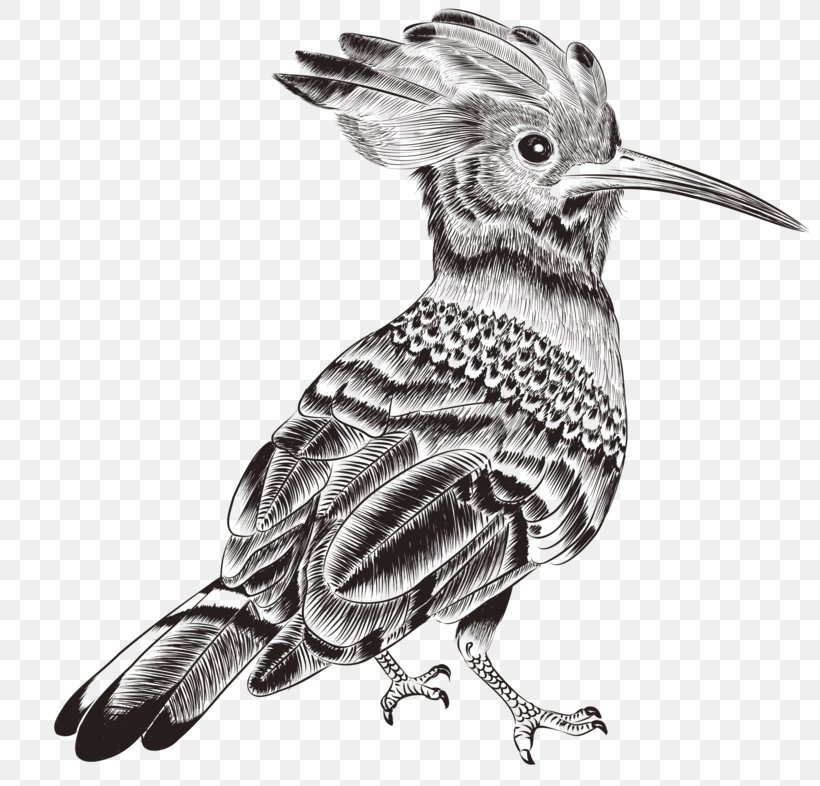 Bird Drawing Photography Illustration, PNG, 800x786px, Bird, Art, Beak, Bird Of Prey, Black And White Download Free