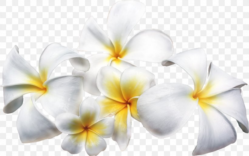 Frangipani Flower Clip Art, PNG, 1200x756px, Frangipani, Apocynaceae ...