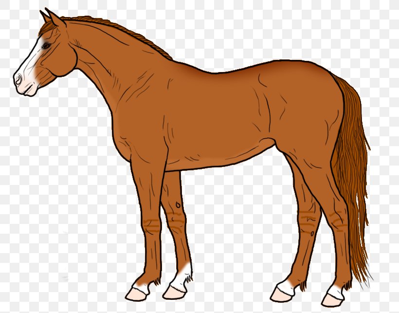 Mustang Foal Stallion Colt Mare, PNG, 800x643px, Mustang, Animal Figure, Bridle, Cartoon, Colt Download Free