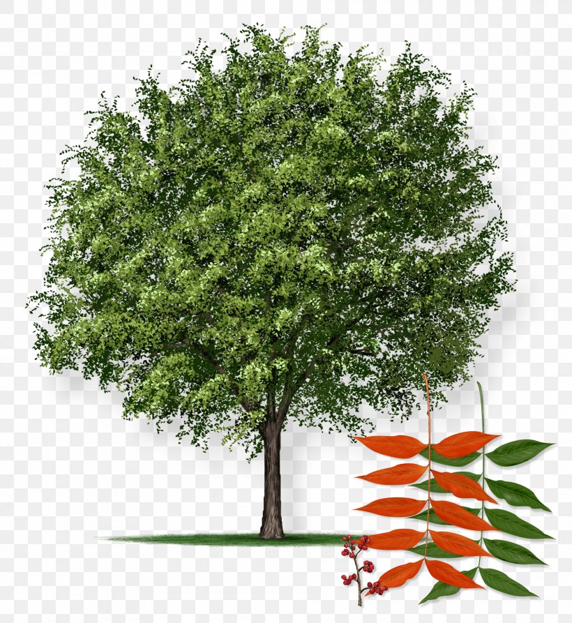 Pistacia Chinensis Northern Red Oak Pistachio Tree Farm, PNG, 1880x2049px, Pistacia Chinensis, Autumn Leaf Color, Branch, Crepe Myrtle, Deciduous Download Free